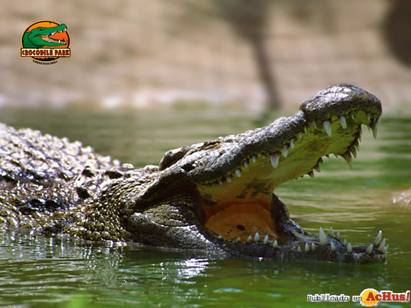 Parc crocodiles Torremolinos Casares Estepona Manilva Andalousie Location