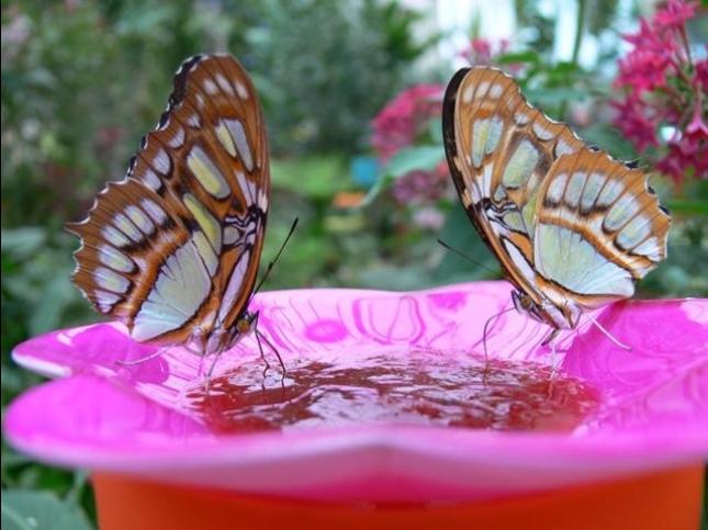 El Mariposario Benalmadena Casares Location