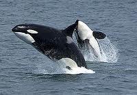 orques détroit de gibraltar andalousie location marbella casares malaga