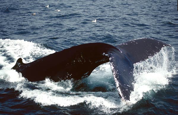 rorqual commun détroit de gibraltar andalousie location casares marbella malaga