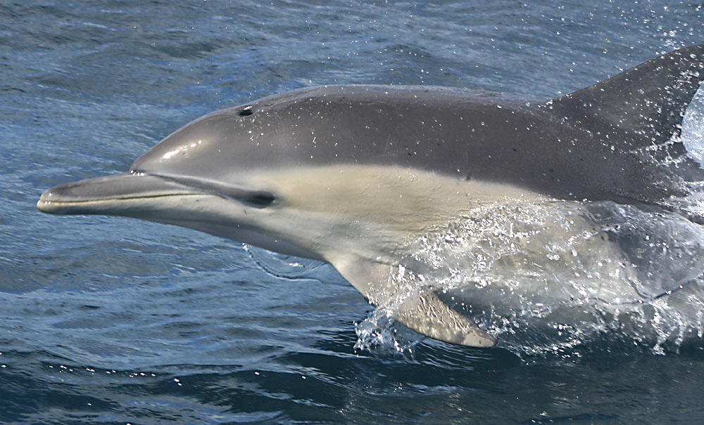 dauphins détroit de gibraltar andalousie location Casares Malaga