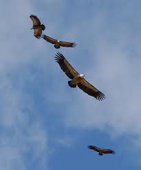 vautours